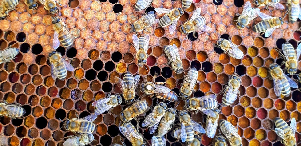 Bees on honeycomb. Photo by Boba Jaglicic (@bobajaglicic) on Unsplash: https://unsplash.com/photos/Mkk_9x42Sbg